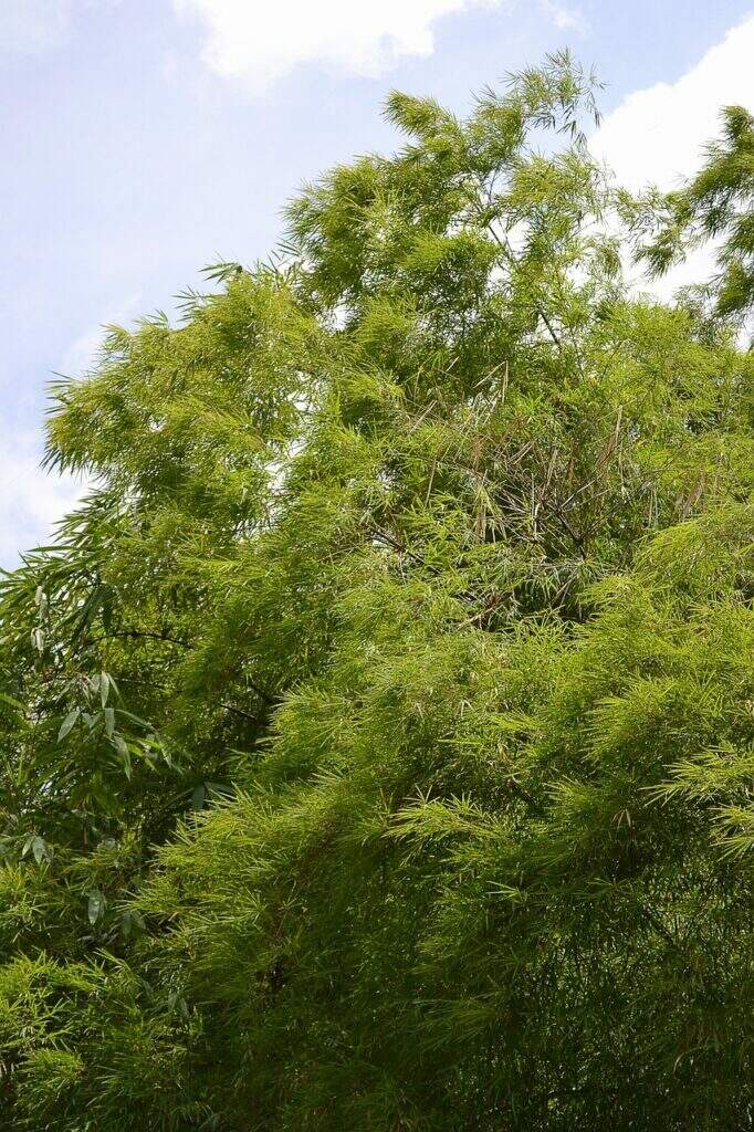 bamboo, bamboo leafs, leaves